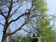 M  Hodson Tree Services, Burntwood
