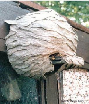 Large wasps nest