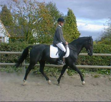 Dressage