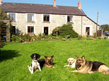 Barnlake House - Resident Dogs
