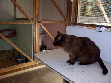 Barnlake House - Cattery - Sinbad