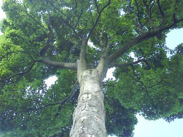 More Tree Work