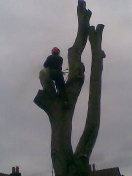 sectional dismantle of beech tree