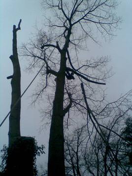sectional dismantle of poplar tree