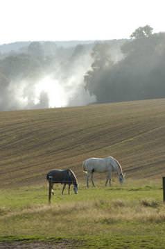 Grazing Horses