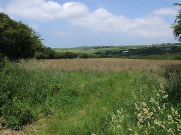 Some of the glorious 7 acres for walking in