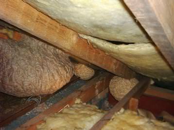 Inactive wasps nests  (©) 