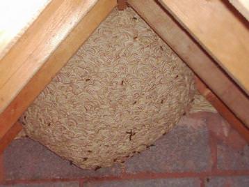 Active wasp's nests  (©) 
