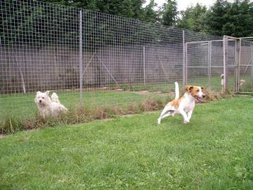 More dogs enjoying the grass runs