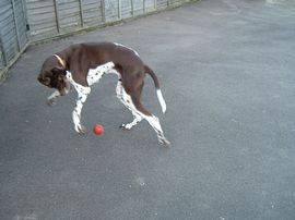 Playtime with a ball