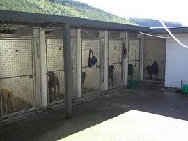 Pantymilah Kennels