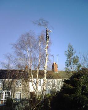 A tree surgeon at work