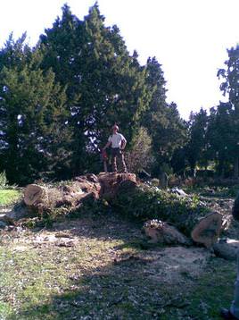 Felling a large Oak