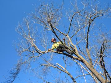 Climbing Arborist