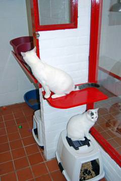 Quality indoor accommodation for your cats
