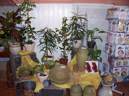 Selection of Ceramics and Plants