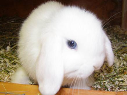 Mini Lop