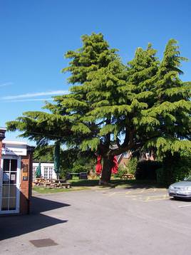 Cedar Tree