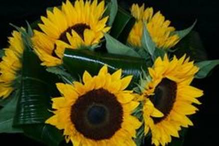 Sunflower Handtied