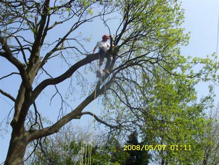 tree reducing over phone wires