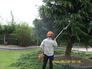 shaping small tree