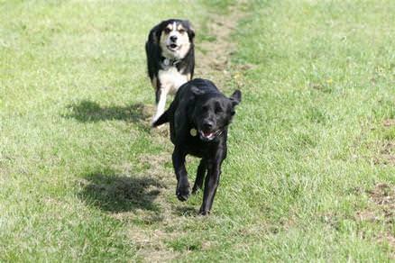 Off the lead exercising