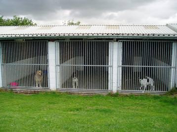 Dogs have spacious runs with great views!