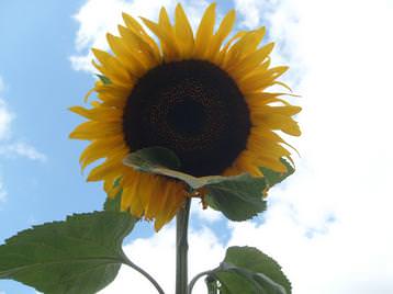 The sunflowers the children planted