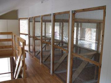 Inside the cattery