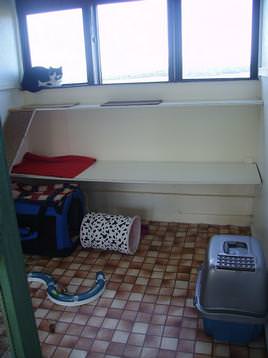 Cattery unit with removable windows