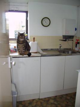 The Cattery kitchen and Ben our resident 