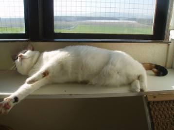 Patches relaxing at The Purr-fect Holiday Home