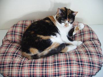 Smudge in bed on her shelf