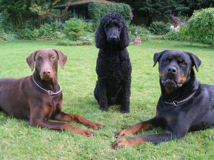 3 Boys in the garden