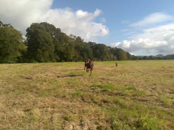 Out for a gallop