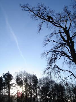 Wintry morning pruning a large Beech