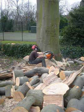 Felling beech infested with meripilus fungus
