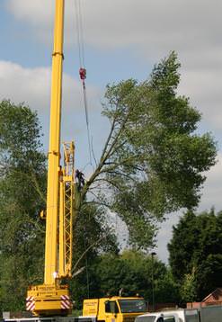 Dismantling poplars with a mobile crane