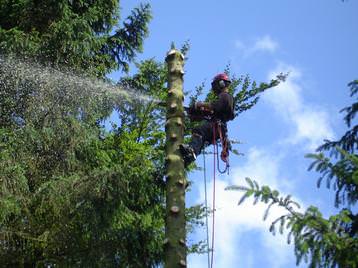 Sectional dismantling of spruce stem