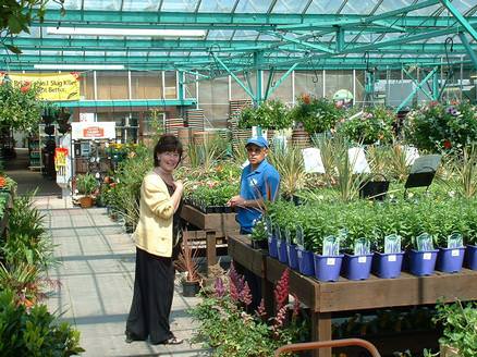 Poplar Tre Garden Centre Shrubs