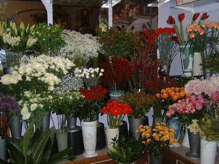 Large Varieties of flowers