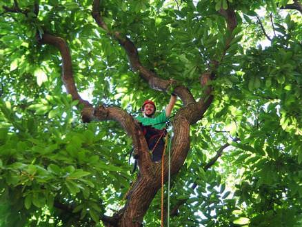 Crown Reduction Pruning