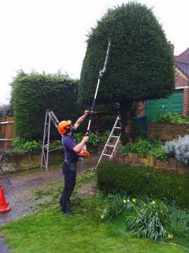 Hedge Pruning