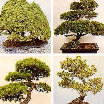 Bonsai