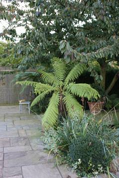 exotic planting schemes