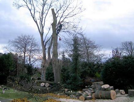 Professional, qualified tree surgeons