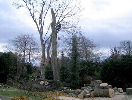 Professional, qualified tree surgeons 