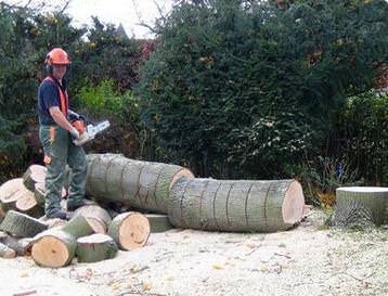 Scotton Tree Care sell quality seasoned logs