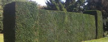 Hedge cutting