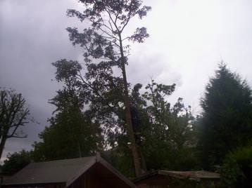 sycamore removal